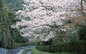 Blooming spring forest