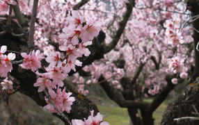 Цветение весеннего леса