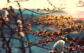 Branch under the spring sun