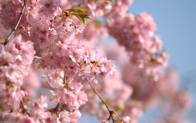 Дерево цветущее весной