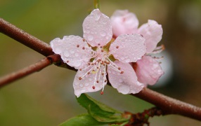 Цвет в весеннем лесу