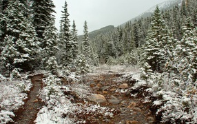 Лесной талый снег