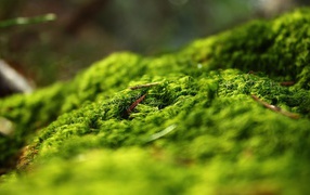 Весенний лес