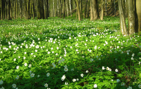 Природа весной в ярких красках