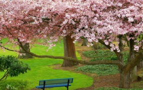 Розовые цветы на деревьях