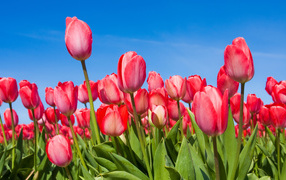 Pink tulips in spring