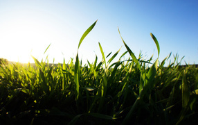 Лучи солнца весной