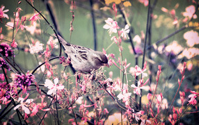 Весенний цветущий лес