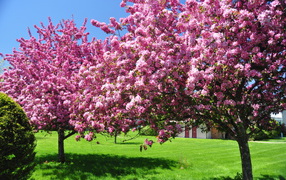 Spring flowering tree