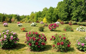 Весенняя поляна с цветущими кустарниками