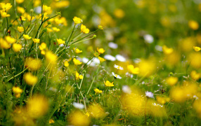 Spring meadow with flowers