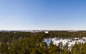 Весеннее утро в лесу