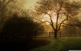 Дерево весной