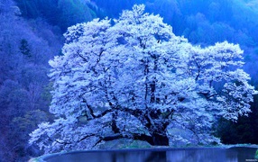 Весеннее дерево в снегу