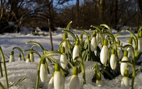 Первые весенние цветы