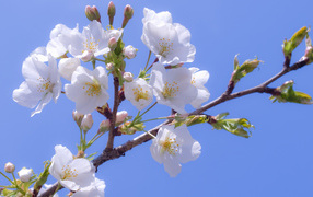 Дерево в красивом весеннем цвете