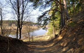 Деревья весной по дороге на пруд