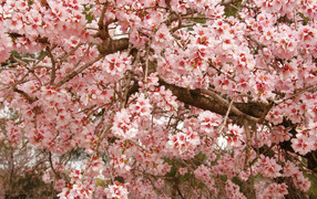 Beautiful spring flowering tree