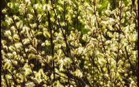 Весенняя красота вербы