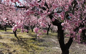 Цветущий лес весной