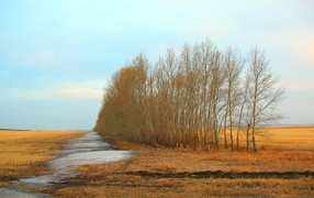 Талый снег в поле