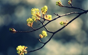 Весеннее рождение цветов