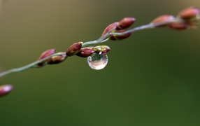 Капля воды на почках