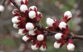 Весна распускаются цветки