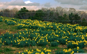 Распустились желтые цветы
