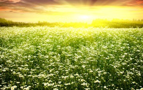 Весеннее солнце над травой