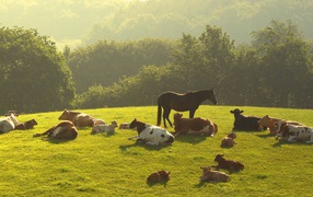 Животные отдыхают на летнем лугу
