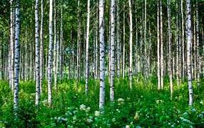 Березовая роща летом