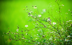 Птичка на летней траве