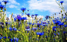 Blue summer flowers