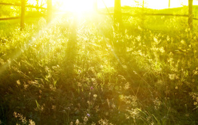 Яркий летний день