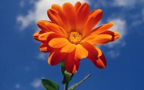 Яркий летний цветок