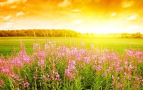 Bright summer meadow