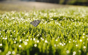 Бабочка на летней траве