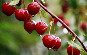 Cherry wet from a summer rain
