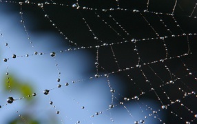 Паутина с росой