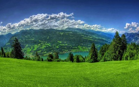 Хвойный лес летом