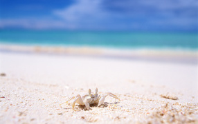 Crab on the beach in summer
