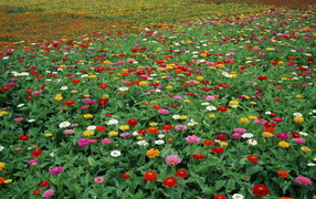 Поляна летних цветов