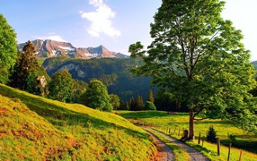 Зеленый пейзаж с деревом у дороги