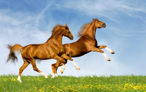 Horses on a summer field