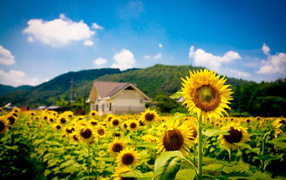 House of summer field of sunflowers