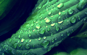 Влажный летний лист