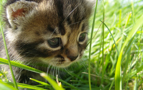 Kitten in the grass in summer