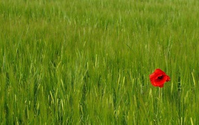 Одинокий мак на летнем лугу