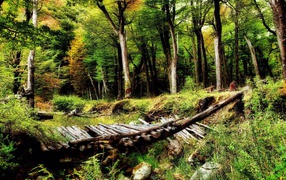 Старый мост в летнем лесу